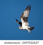 Osprey in flight in Montana
