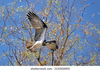 Osprey In Flight On The Ord River