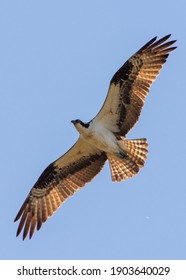 Osprey in Flight on Sunny Day