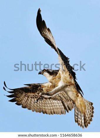 Similar – Awesome bird of prey in flight