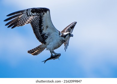 The Osprey in Flight and Searching for Prey - Shutterstock ID 2162099847