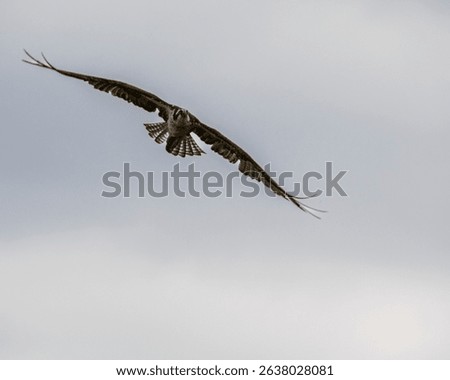 Osprey in flight with solid clouds above.  Colorado osprey in the air, flying through gray sky.  Predator bird in nature with grey sky above. Osprey with wings outstretched in fligh.t