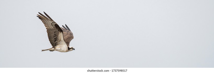 Osprey fly in the sky