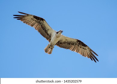 Osprey flying above his nest in blue skies