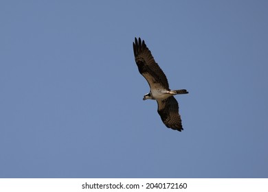 Osprey Flying Along The Shoreline Of The Chesapeake Bay Hunting For Fish