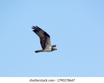 Osprey Flying In The Blue Sky