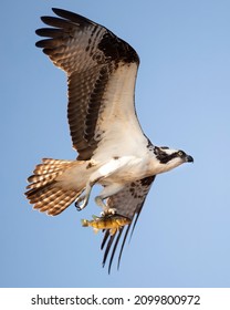 Osprey flying with its catch