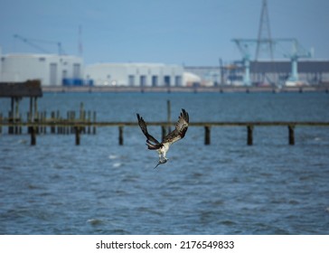 Osprey Flying With Caught Fish Over James River With The Newport News Shipyard In The Background.