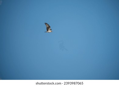 An osprey flying in the clear blue sky. - Shutterstock ID 2393987065