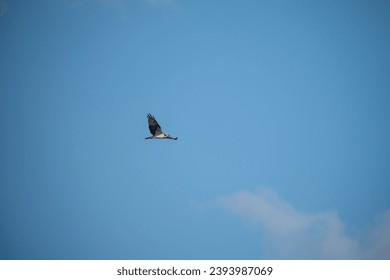 An osprey flying in the clear blue sky. - Shutterstock ID 2393987069