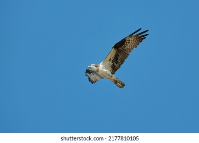 Osprey Flying High Above Me