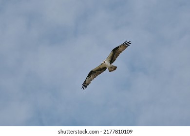 Osprey Flying High Above Me