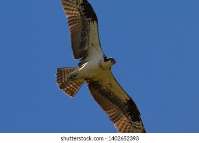 Osprey Flying High Over Historic Yorktown