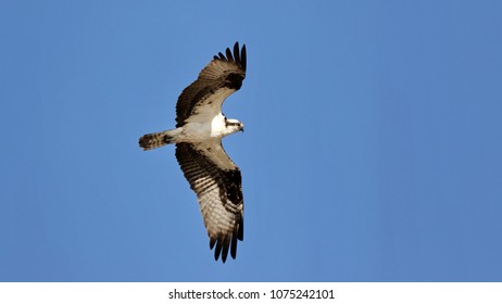 Osprey flying overhead. - Shutterstock ID 1075242101