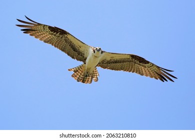 Osprey flying in the sky