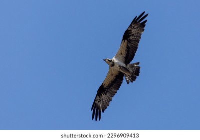 The Osprey is flying in the sky with a fish caring on his claws. 
