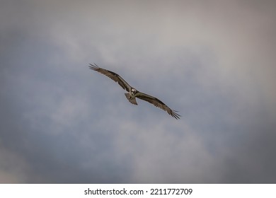 Osprey Flying Through The Sky