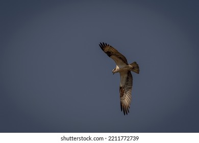 Osprey Flying Through The Sky