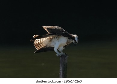 osprey is in a forest