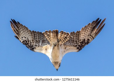 Osprey forward flight