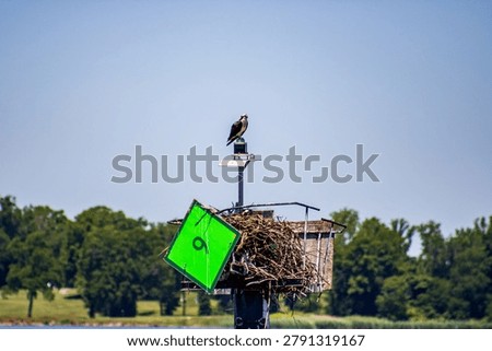 An osprey guarding its nest