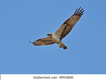 osprey hawk flying in the sky