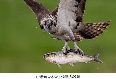 An osprey hunting for fish