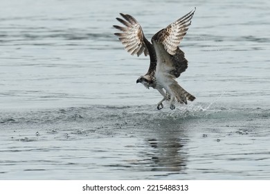 Osprey Is Hunting A Fish