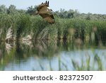 An Osprey hunts in a marsh.