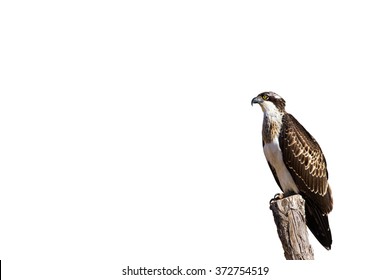 Osprey. Isolated bird. White background. Bird: Western Osprey. Pandion haliaetus.