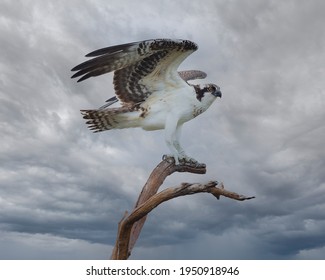 Osprey just landed on a perch, gray sky