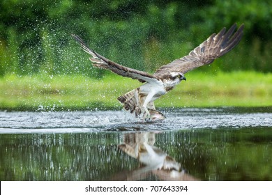 Osprey just manages take off with a substantial rainbow trout firmly grasped in his huge talons