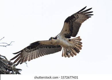 An Osprey landing in its nest.