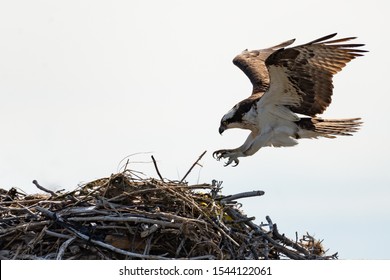 An Osprey landing on its nest.
