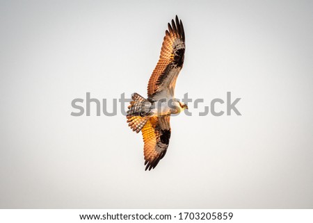 Similar – Awesome bird of prey in flight