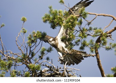 An Osprey Landing In A Tree Top, Norway