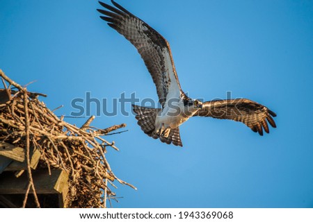 Osprey leaving the nest in search of a meal.