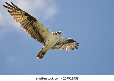 Osprey Making Eye Contact While Flying in Blue Sky