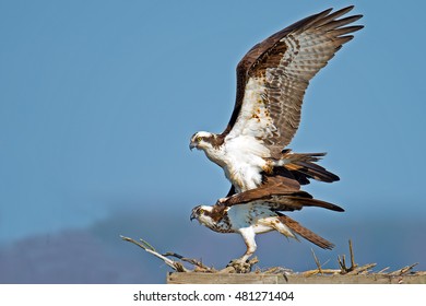 Osprey Mating