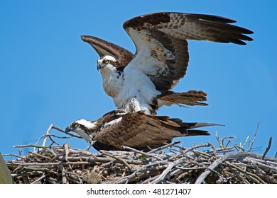 Osprey Mating