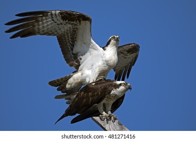 Osprey Mating