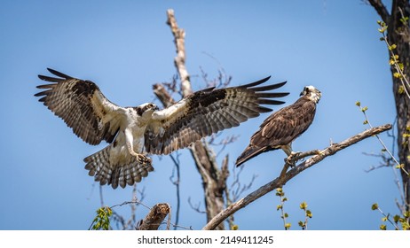 Osprey Mating Pair On A Branch