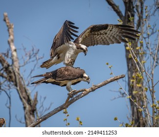 Osprey Mating Pair On A Branch