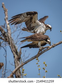 Osprey Mating Pair On A Branch