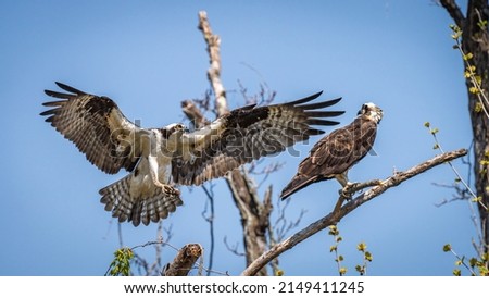 Osprey mating pair on a branch