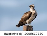 Osprey, migratory eagle living in marshes and lakes