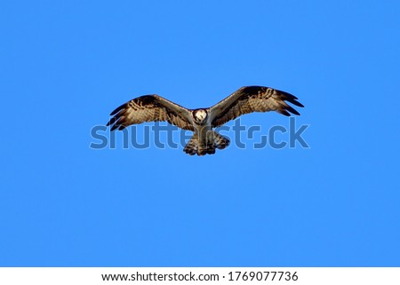 Similar – white-tailed eagle Hunting