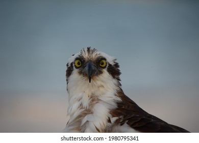 The osprey or more specifically the western osprey — also called sea hawk, river hawk, and fish hawk — is a diurnal, fish-eating bird of prey with a cosmopolitan range. 