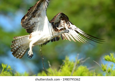 The osprey or more specifically the western osprey — also called sea hawk, river hawk, and fish hawk — is a diurnal, fish-eating bird of prey with a cosmopolitan range. 