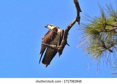 Osprey Near The West Coast Of Florida